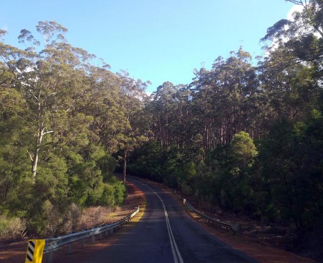 Driving through the Southern Forests. PHOTO: MIKE YARDLEY