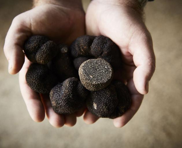 Forest truffles in Manjimup. PHOTO: TOURISM WESTERN AUSTRALIA