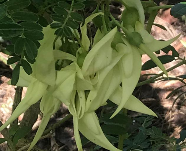 A white kaka beak (Clianthus) has proved slower growing than its red counterpart.