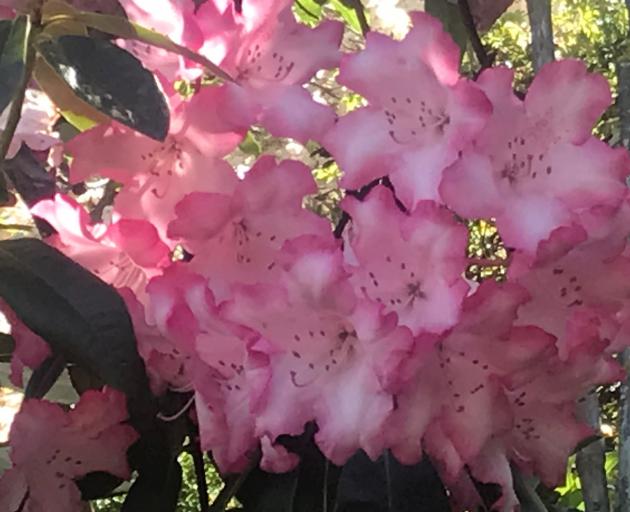One of the Sharmas’ rhododendrons makes a great show.