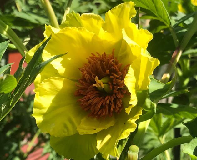A tree peony.