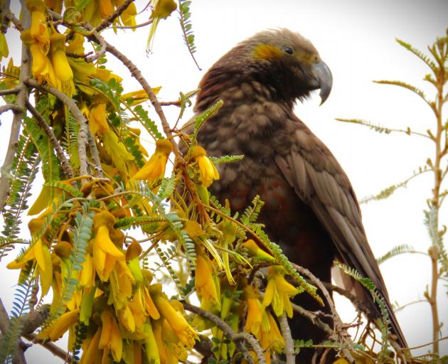 A kaka has taken up residence in Roxburgh. PHOTO: SUPPLIED / GAYLENE BENTLEY
