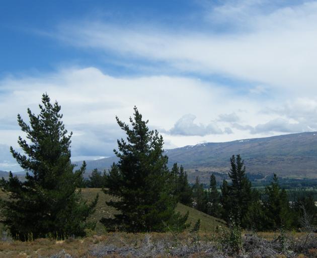 Wilding pines have been one of the issues tackled by Federated Farmers high country section. Photo: Pam Jones