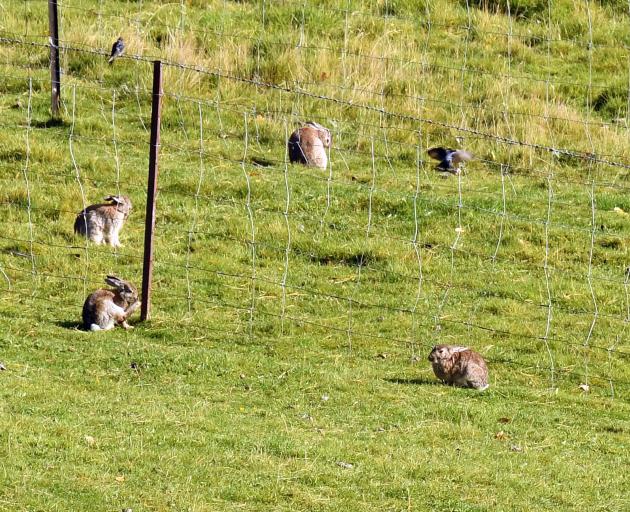 Rabbit populations fluctuate throughout the year, based on many factors. PHOTO: ODT FILES