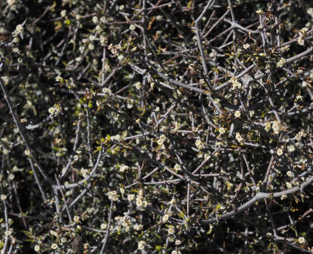 Pittosporum anomalum. PHOTO: LINDA ROBERTSON