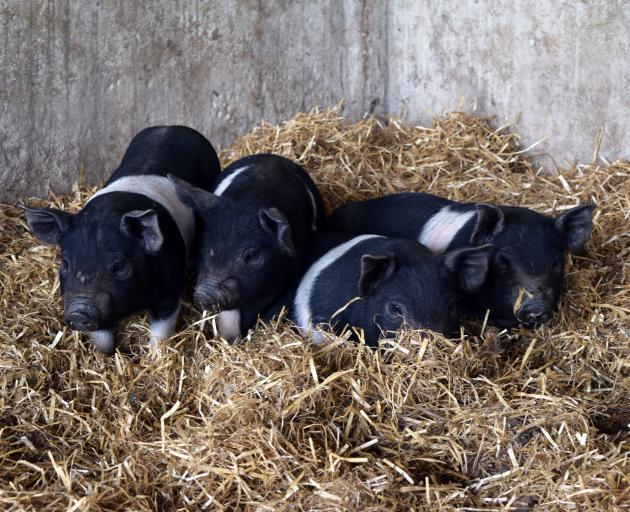 Saddleback cross piglets will also be available to buy. Photo: Shawn McAvinue