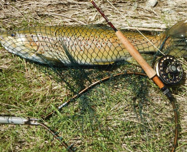 A 3.25kg trout caught in the river.