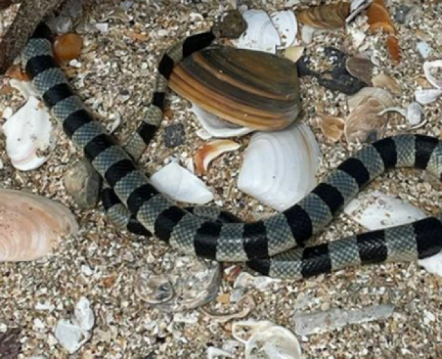 An Auckland woman spotted a snake, which appears to be a highly venomous yellow-lipped banded sea...