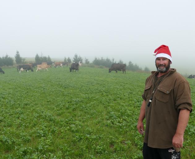 Windy Ridge Farm owner Andrew Moir shares a little festive cheer with his boutique herd in their...