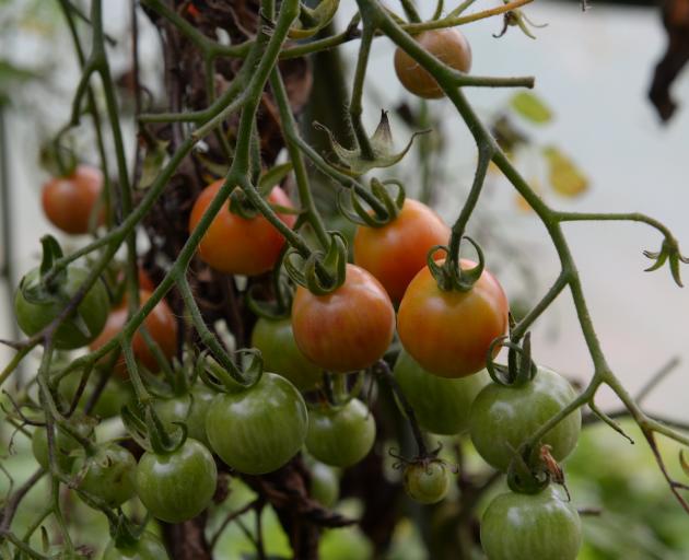 Feeding tomatoes with a liquid manure will help them swell and ripen. PHOTO: OTAGO DAILY TIMES FILES
