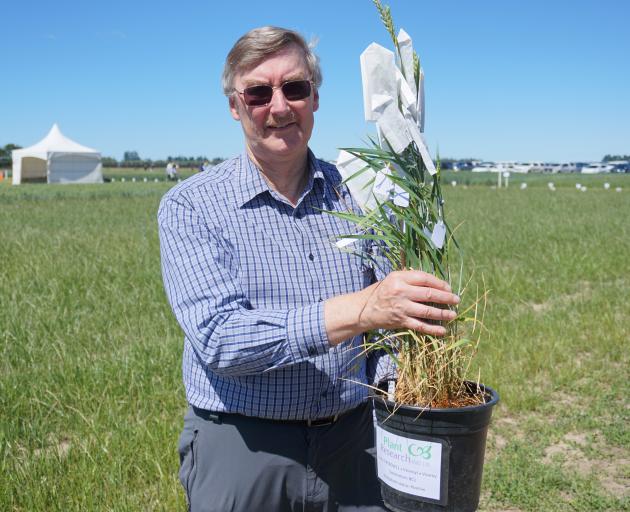 Grasslanz Technology’s chief executive John Caradus with a spring wheat containing the epichloe...