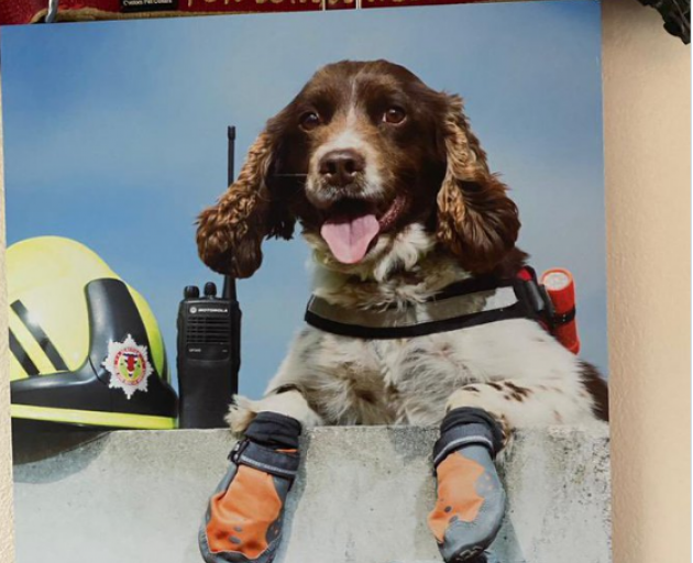 Tributes are flowing for search and rescue dog Diesel who has passed away. Photo: Supplied