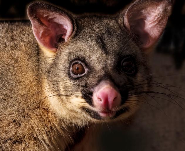 On Otago Peninsula, the goal remained to eradicate possums by the end of next year. There was...