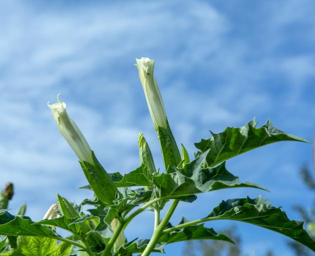 Thornapple, also know as jimsonweed (Datura stramonium) has been identified as the plant...