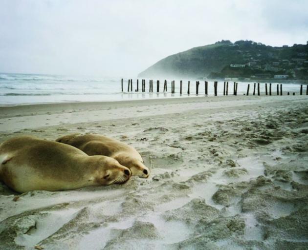 A pair of sea lions nap near the poles. Photo: Katie Muir