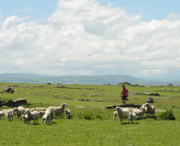 Ewes and lambs graze at Barewood Station, between Outram and Middlemarch, which is owned by Lone...