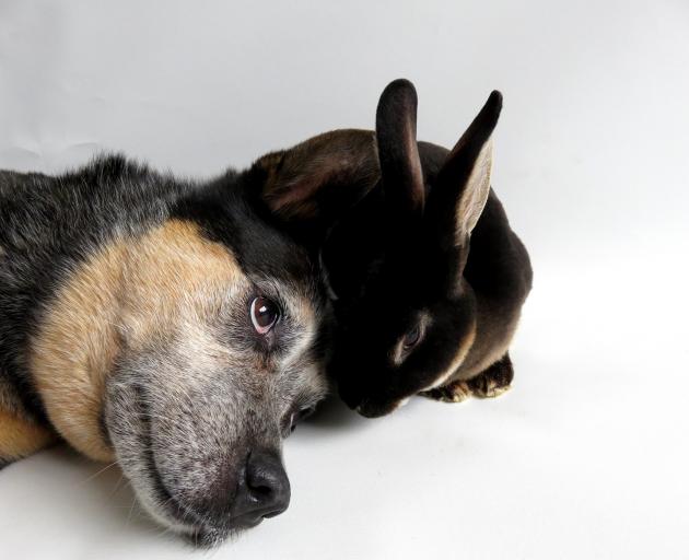 Kylie Matheson’s dog Dharma, who died in February, with her model rabbit Jack.