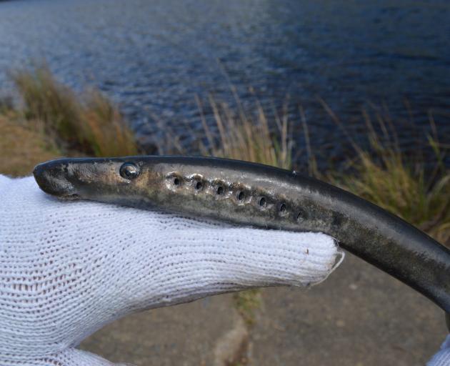 An adult migrating kanakana. Photo credit: Jonah Yick