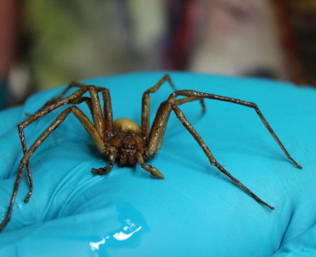 A male huntsman spider Heteropoda venatoria, collected in 1908, was likely to have been captured...
