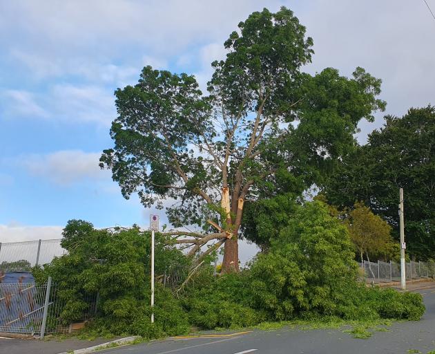 A tree on the top field of Wakari School lost a few branches in the wind, damaging a fence...