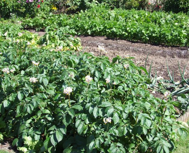 Removing potato flowers will stop fruit forming. 
