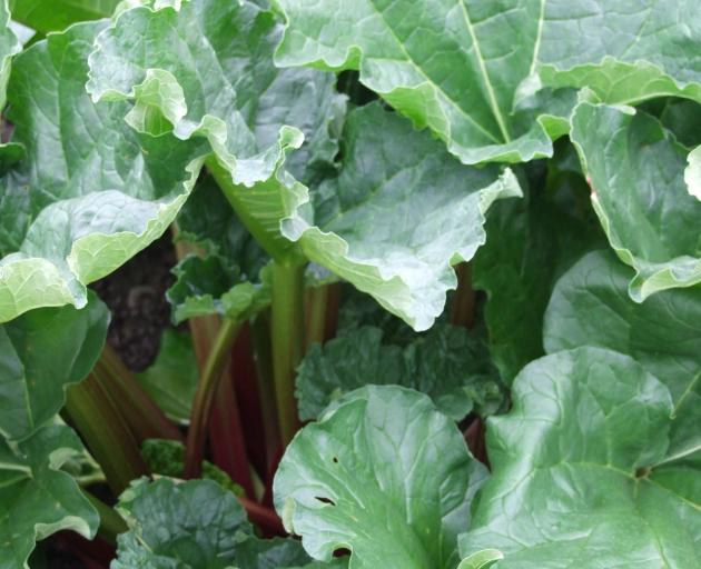 Although toxic, rhubarb leaves can make a useful insect spray.