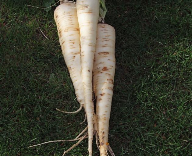 Handling parsnips with bare hands can lead to a nasty rash.