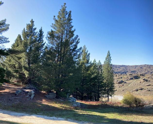 Wilding pines on the Central Otago District Council-owned land that were on the Half Mile near...