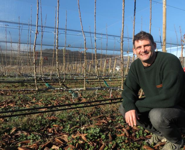 The upright fruiting offshoots system Mike Casey uses on his cherry orchard has only been around...