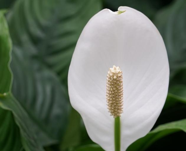 Not only does the peace lily show its beauty all year round, but it also has health benefits,...