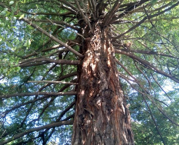 The redwood tree as seen from Idris Rd. Photo: Supplied