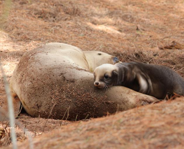 First-time breeder Lulu nurses her pup as the breeding season begins for Dunedin's New Zealand...