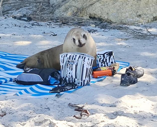 A sea lion - believed to be a Brighton regular named Paige - crashes the Gillies family picnic at...