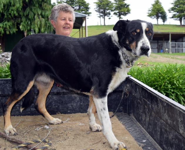 Wendy MacLeod pats heading dog Neave, who was a regular winner at the club trials. PHOTOS: SHAWN...