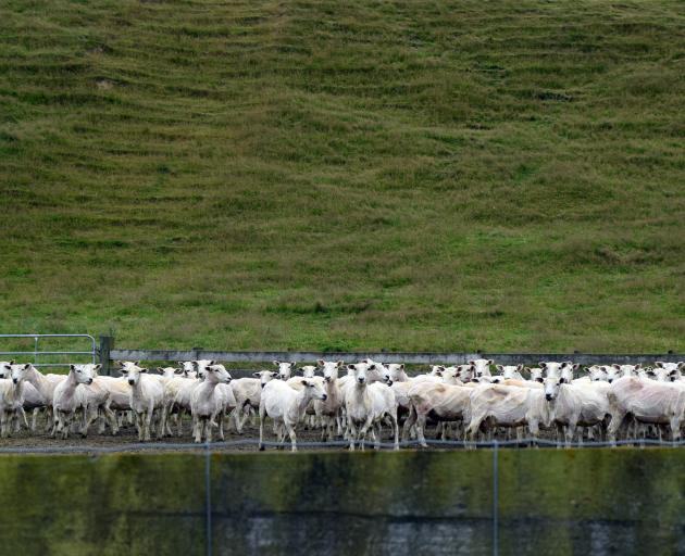 Freshly shorn sheep at Argyle Station.