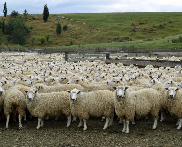 Sheep wait to be shorn at Argyle Station in Waikaia.