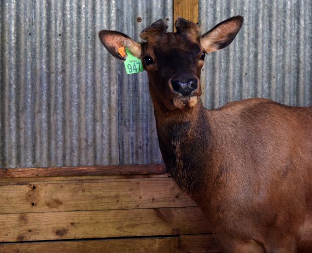 Tikana Wapiti Stud bull Klondike sold for top-equal price of $15,000 to an anonymous Southland...
