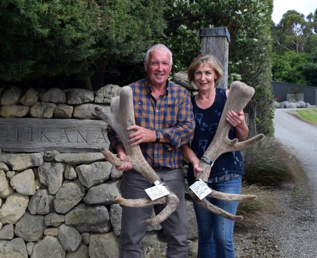 Tikana Wapiti Stud owners Dave Lawrence and Donna Day hold the trophy head of bull Hawk, which...