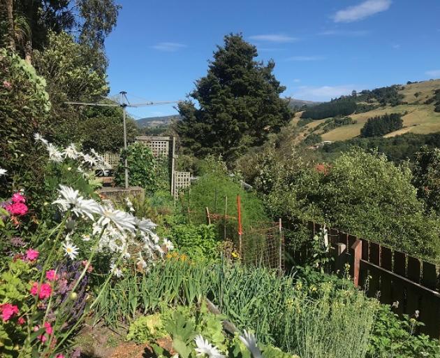 Lyn and Richard Tozer’s vegetable garden in North East Valley.

