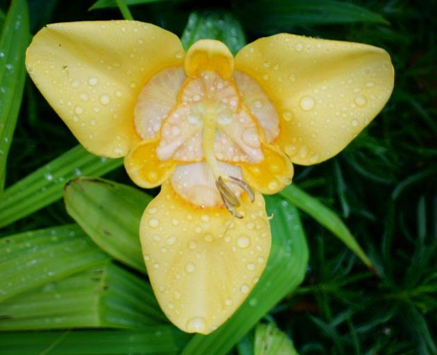 Yellow petals with contrasting red blotches light up a garden.