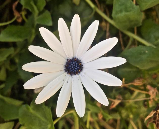 African blue-eyed daisy has had its name changed from Osteospermum fruticosum to Dimorphotheca...