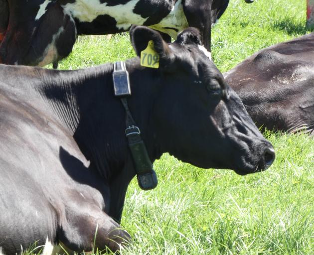 Virtual fencing technology proves its worth on farm 7 A Halter collar on one of the cows.