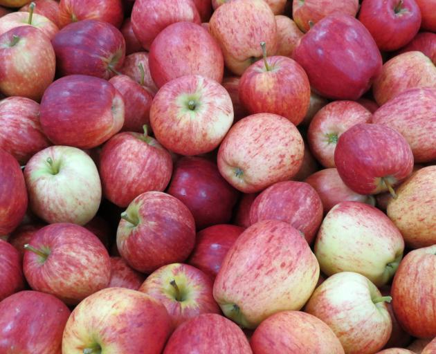 Central Otago apples are not far away from being picked. PHOTO: ODT FILES