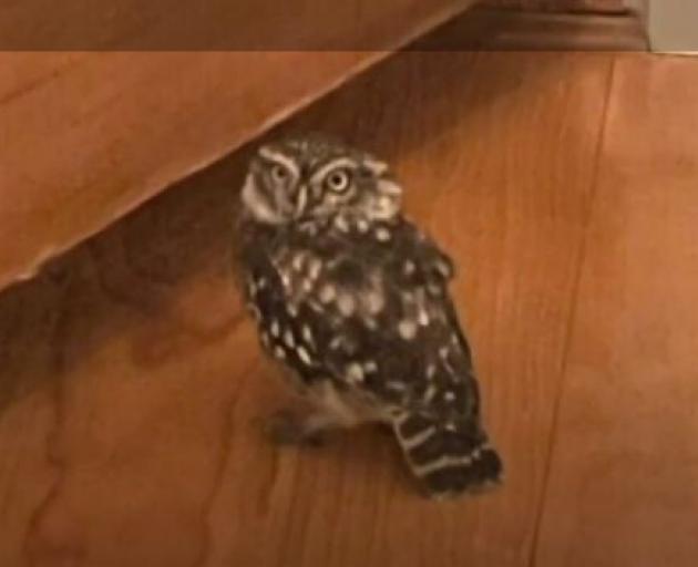A young owl has made itself home on Rory Foley's lounge. Photo: Supplied