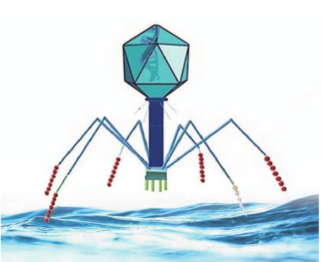Some marine viruses look a bit like an old-fashioned TV: a box with long spindly legs. They land...