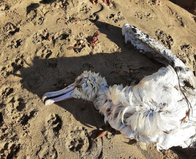 A dead albatross after being washed up on Kakanui Beach last weekend. PHOTO: SUPPLIED