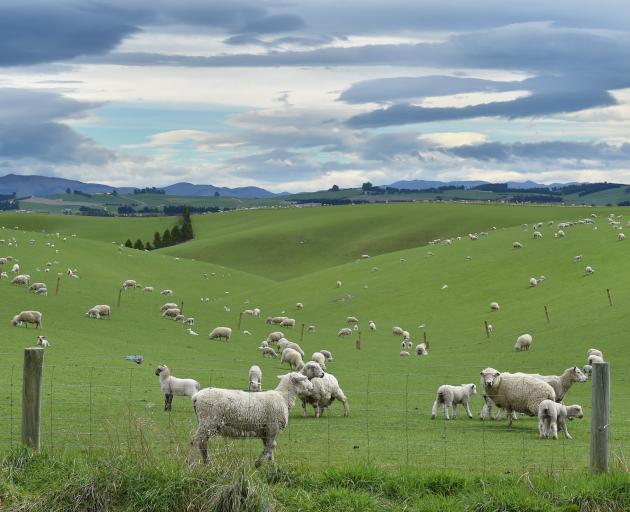  Ewes and lambs graze near Pukerau late last week. PHOTO: GREGOR RICHARDSON