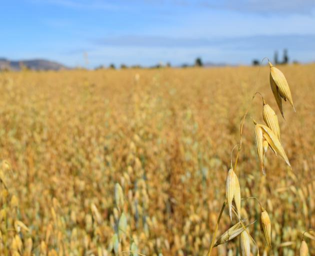 A trial oat crop in Chatton, near Gore. PHOTOS: SHAWN MCAVINUE