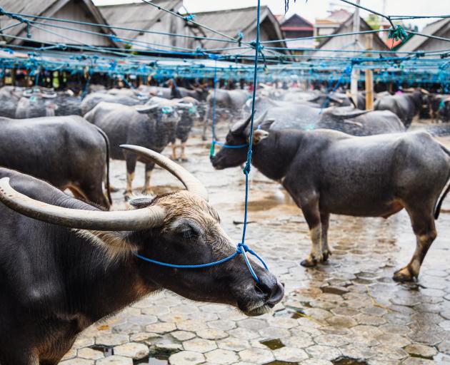 The Bolu market, held every six days, is where Torajans can pick up a small buffalo for about 14...