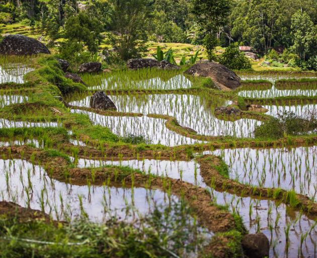 Naturally irrigated rice paddies complete with koi are found throughout Toraja land, taking...